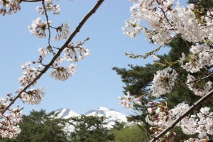 桜も散り、津軽森まであと少し。